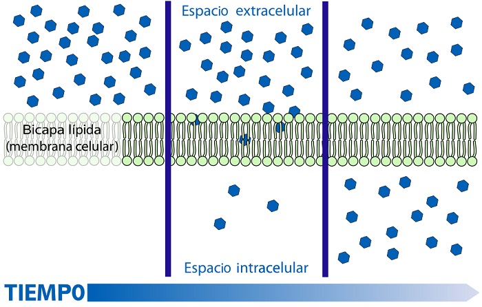 efectos de la difusión de moléculas a través de una membrana celular.