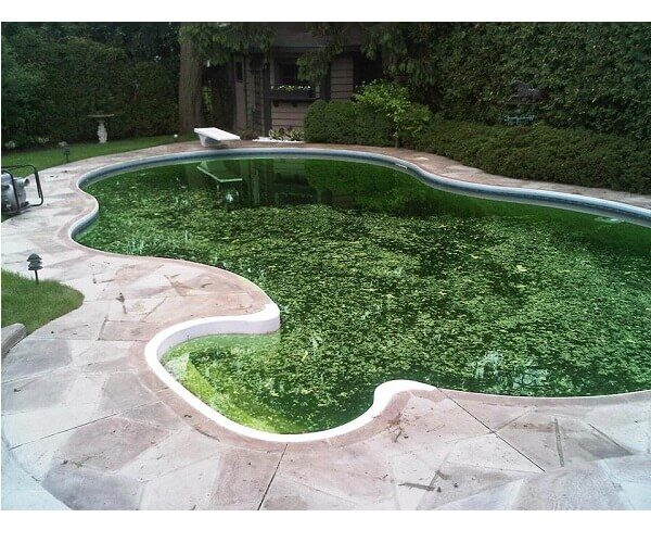 бассейн с водорослями