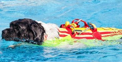 Безопасность в бассейне с домашними животными.