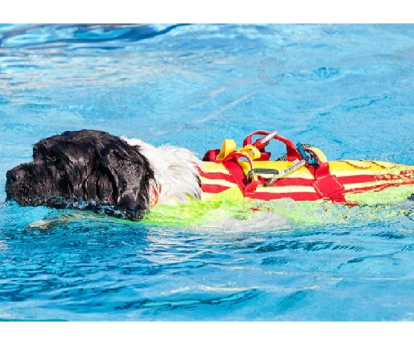 Seguridad piscina mascotas.
