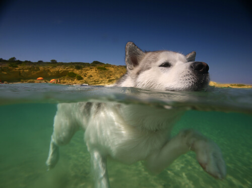 безопасное плавание домашних животных