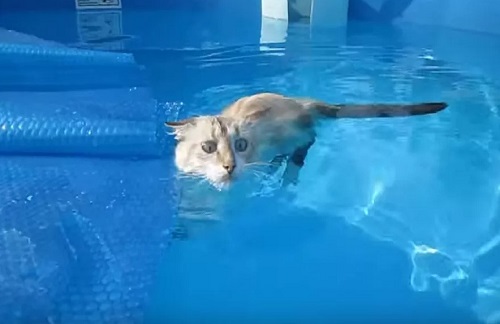 опасность падения домашних животных в воду