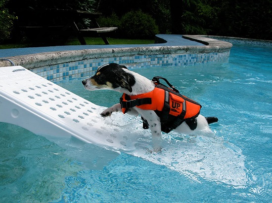 rampa para perros piscina