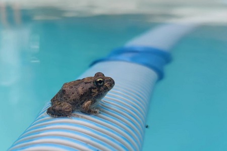 Средства от лягушек в бассейне