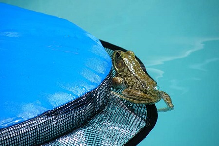 запасной выход для лягушек в бассейне