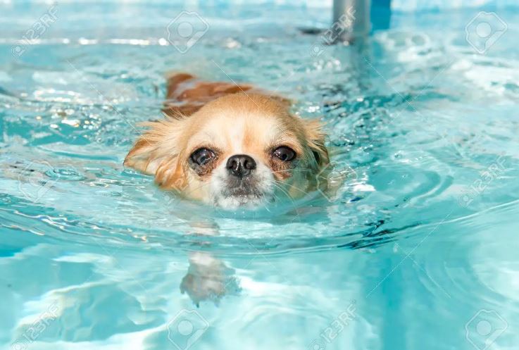 estancias perros raza mini aqua park canino can jané