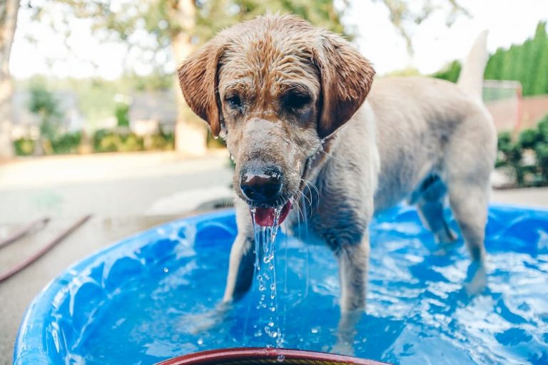 mejores piscinas para perros
