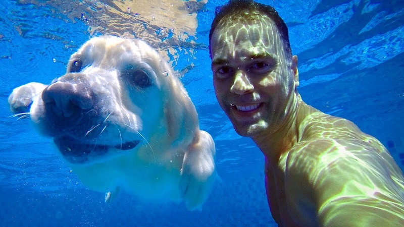 nadar con perro en la piscina mascota