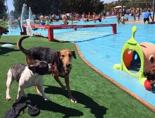 parque acuatico de perros can jane en Barcelona