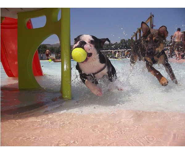 аквапарк для собак в барселоне