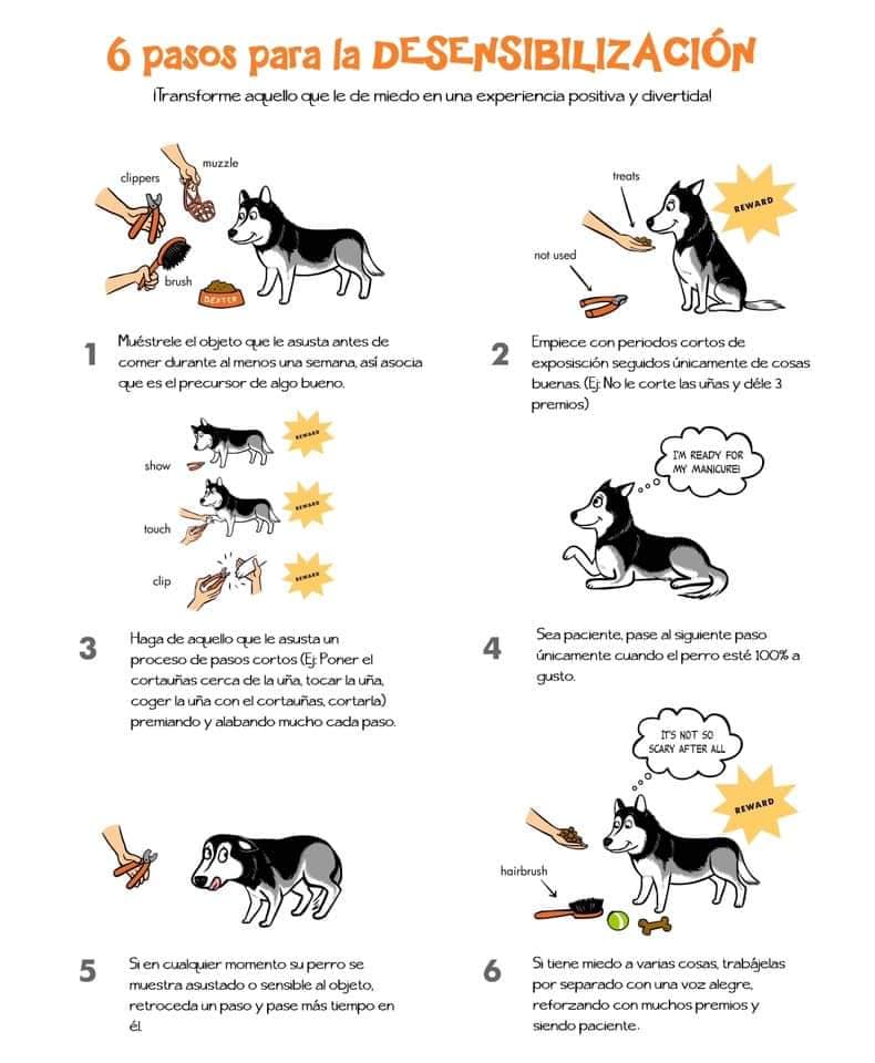 pasos para desensibilizar a los perros