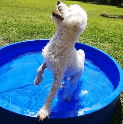 piscina redonda perro