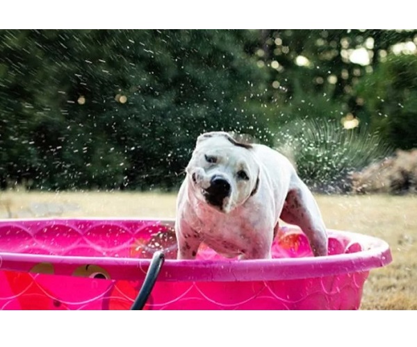Hoe om 'n tuisgemaakte swembad vir honde te maak