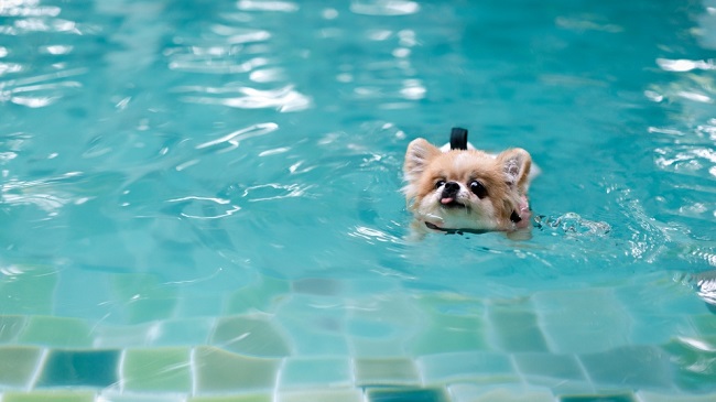 Стричь когти собаке перед купанием в бассейне