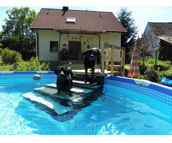 Escalera para perros piscina