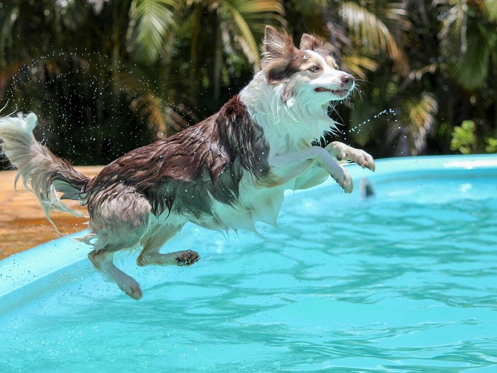 Otros posibles ahogamietos de perros a parte de la piscina