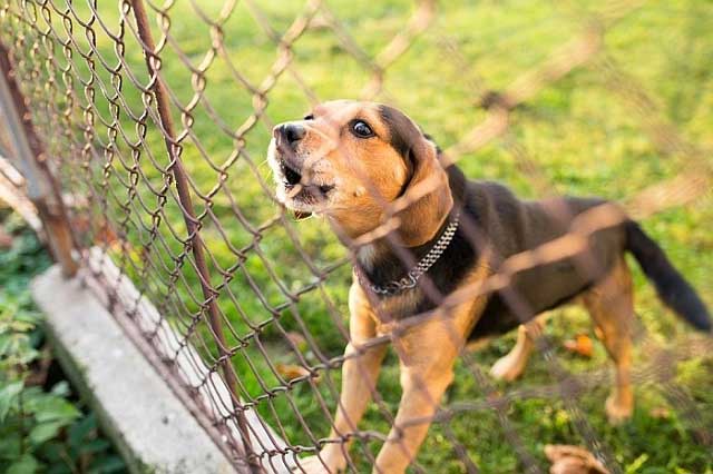 Что такое защитный забор для домашних животных