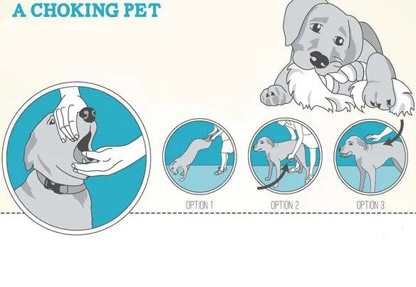 Qué puedes hacer si tu perro se atraganta y no puede respirar.