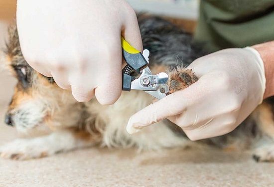 cortar las uñas a un perro por primera vez