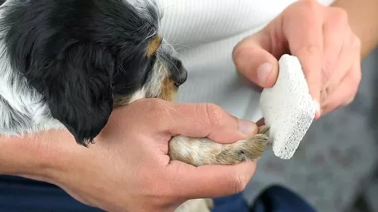 cortar las uñas cachorro