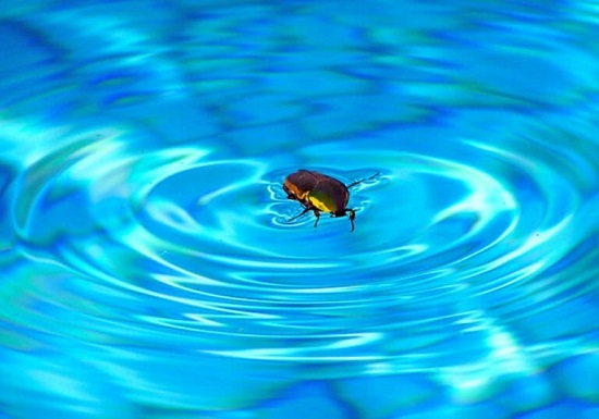 escarabajos en la piscina