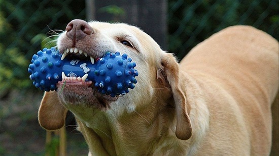 quitar objetos de la boca de un perro