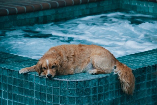 sintomas ahogamiento perro piscina