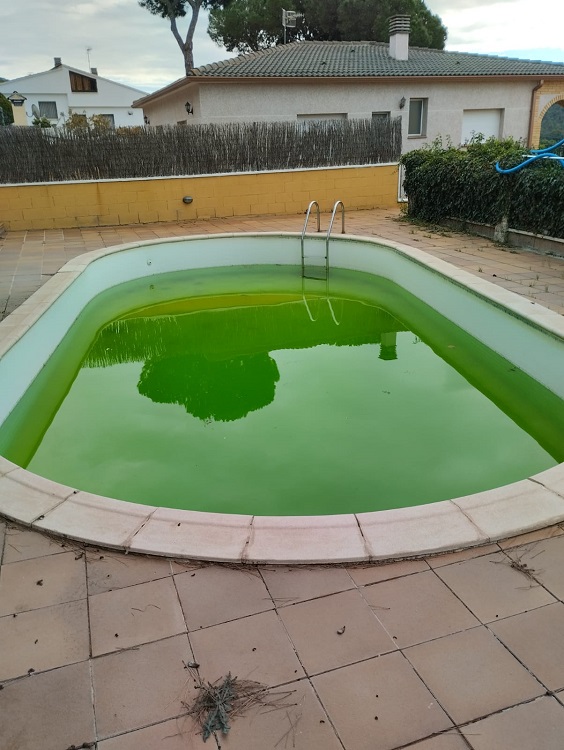 чистый зеленый бассейн